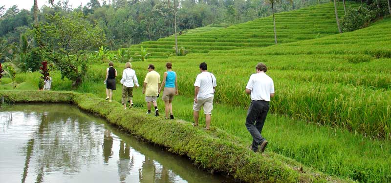 Bali Reisfeldwanderung