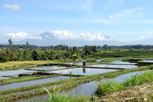Bali Reisfeldlandschaft mit Batukaru Berg im Hintergrund