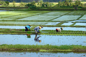 Reispflanzer auf Bali