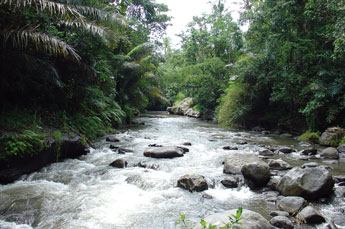 Ayung Fluss im Zentrum Balis