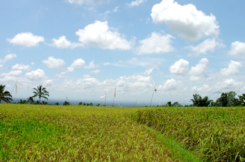 Resfeldlandschaft in den Bergen Balis