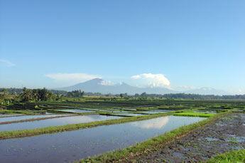 Bali Reislandschaft mit Batukaru Berg im Hintergrund