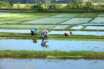 Reispflanzer auf Bali