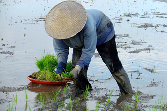 Bali Reispflanzer bei der Arbeit