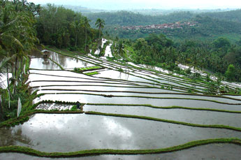 Reisterrassen auf der Fahrt nach Nord-Bali