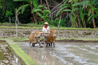 Bali Bauer mit Rinder beim Reisfeldpflügen