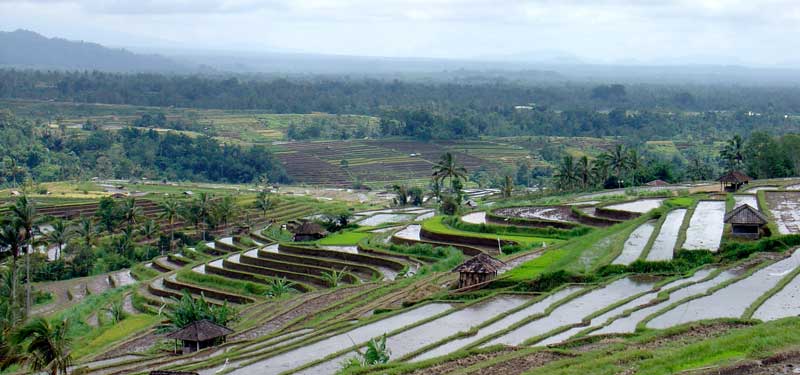 Bali Reis Terrassen bei Jati Luwih