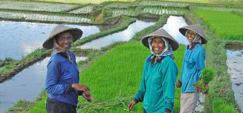 Bali Reispflanzer