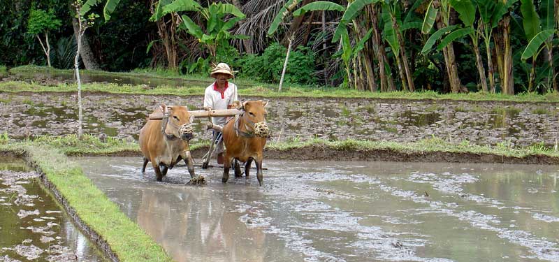 Bali Reisbauer beim Pflügen