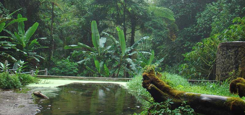 Bali Regenwaldgebiet in Westbali