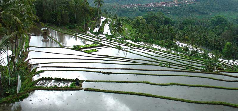 Bali Reisterrassen von Westbali