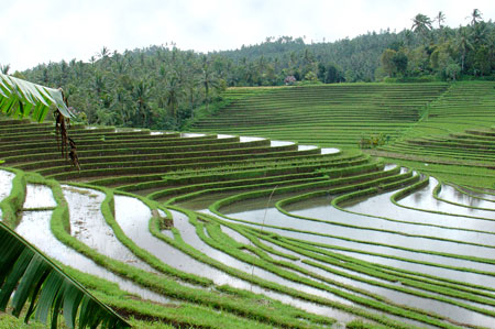 langgezogene Reisterrassen in Westbali bei Belimbing Sari