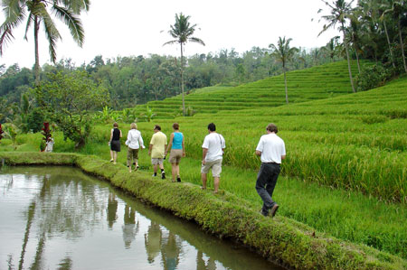 Wandern durch die Reisfelder Balis