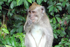 Affe im Affenwald von Sangeh