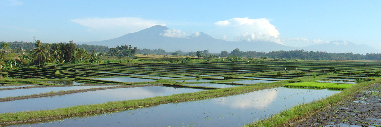 Bali Reislandschaft mit Batukaru Berg im Hintergrund